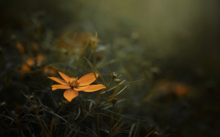цветок трава фокус