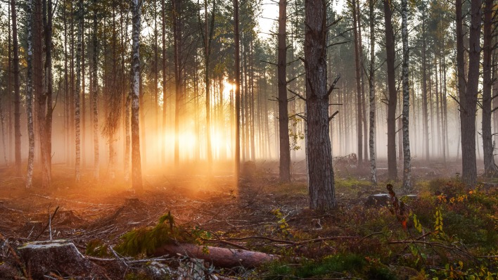 лес лучи рассвет туман