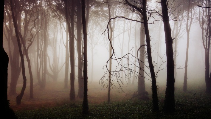 лес туманность деревья