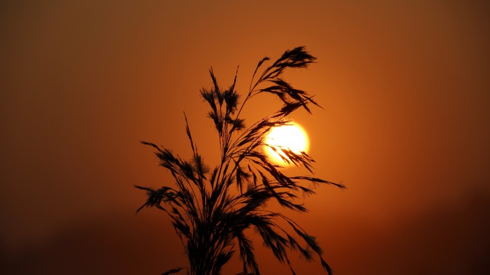 трава камыш закат солнце