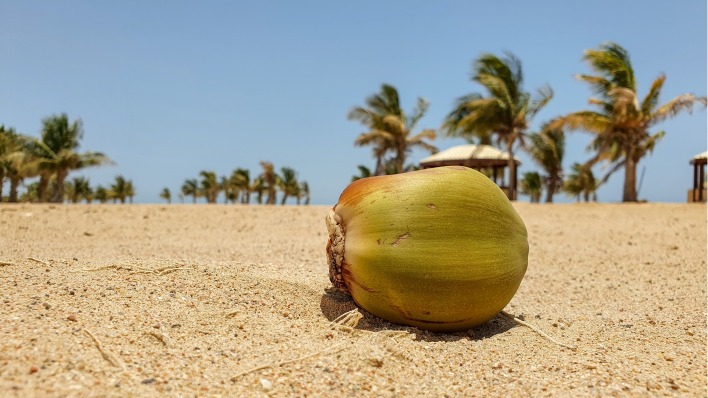 кокос песок пальмы