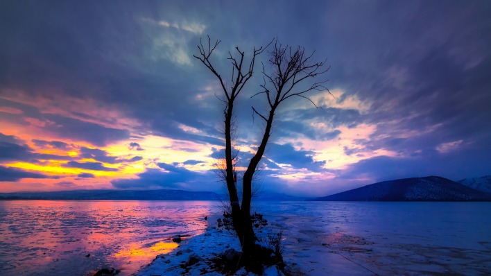 дерево закат озеро