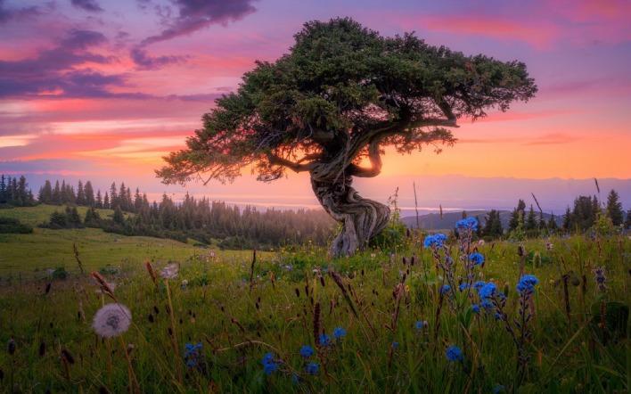 дерево на закате поле трава васильки