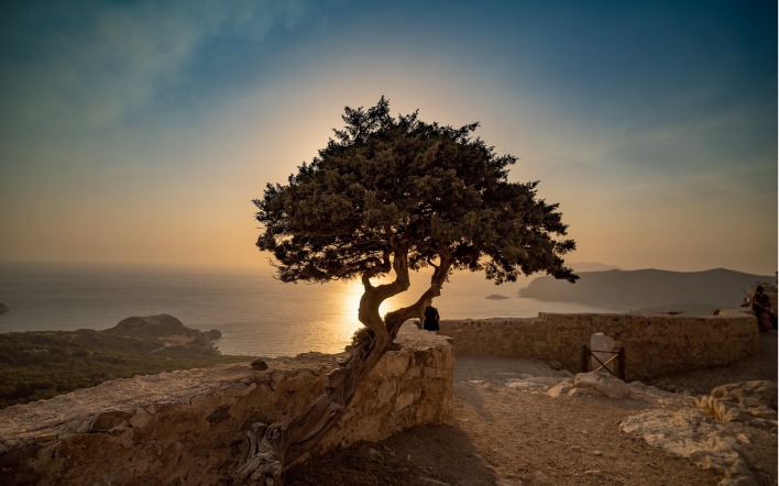 дерево высота стена море залив