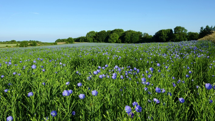 поле трава луг цветы