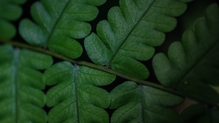 папоротник зеленые листья макро