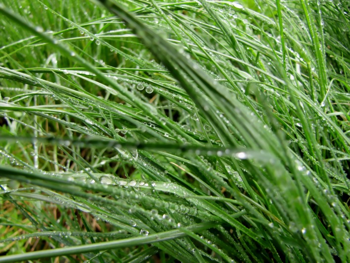 дождь трава капли воды капли