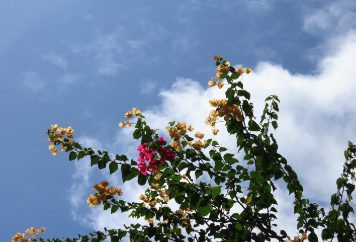 небо облака таиланд цветы ветви
