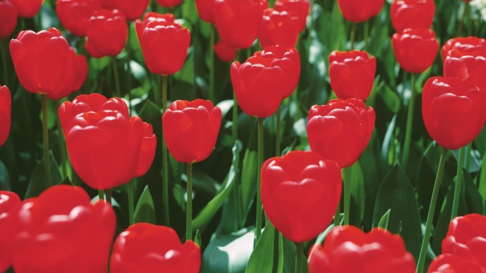 тюльпаны красные tulips red