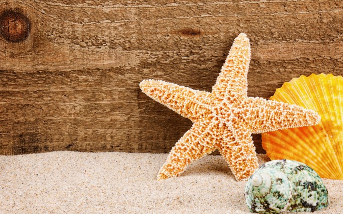 морская звезда песок ракушка