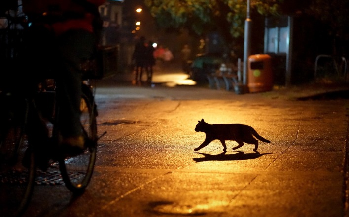 кот тень ночь фонарь улица