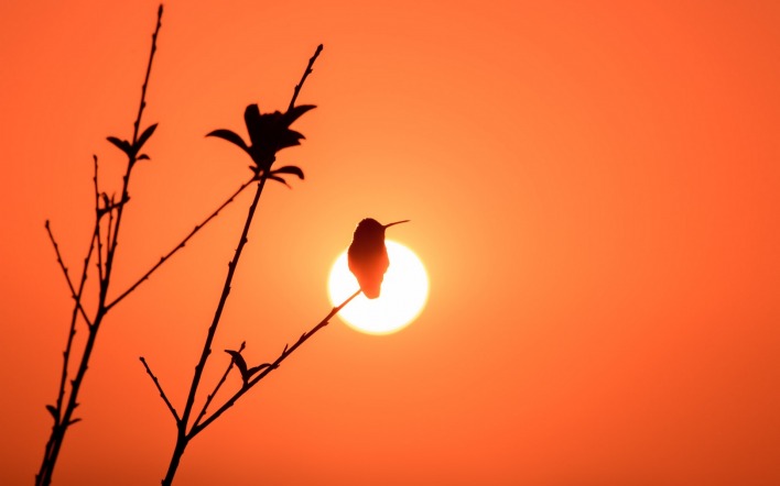 солнце ветка силуэт птица
