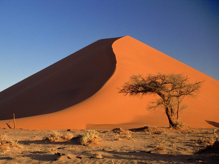 Sand Dunes and Acacia Tree, Namib Desert, Namibia