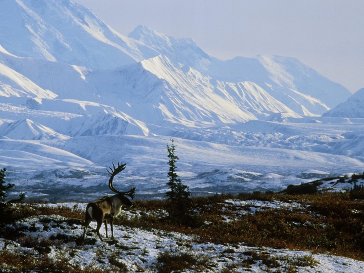 Caribou Bull, Denali National Park, Alaska