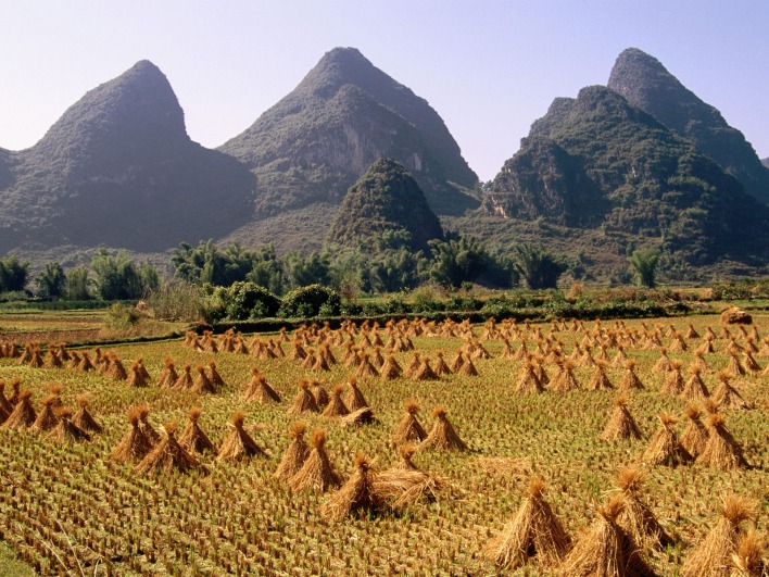 Harvested Rice Field, Li River Area, Yangshuo, Guangxi Province, China