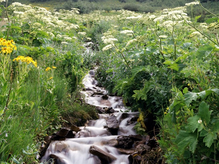 Wildflowers Border a Mountain Stream, White River National Forest, Colorado