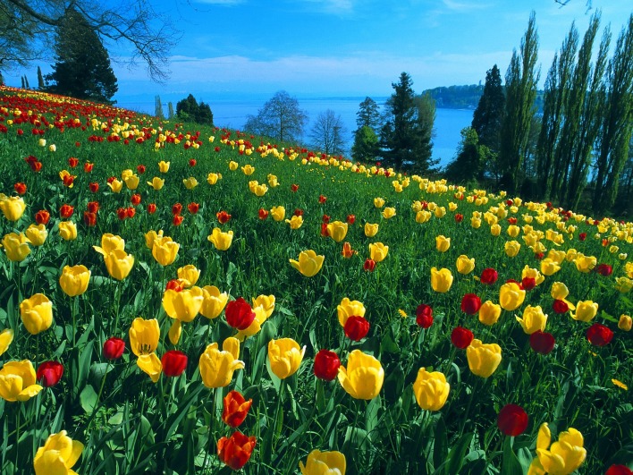 Field of Tulips, Island of Mainau, Germany