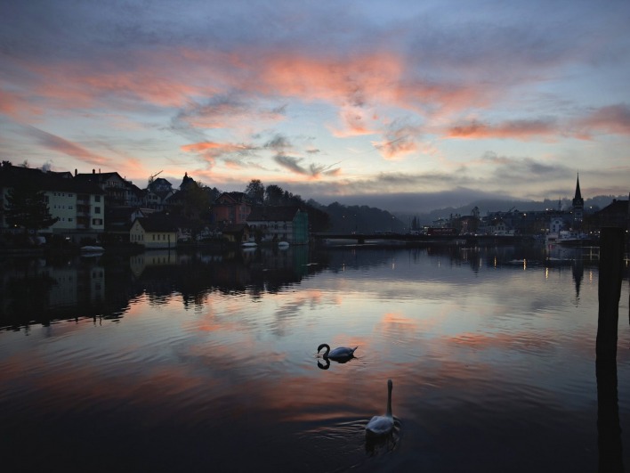 Swans on the Rhine River at Sunset, Schaffhausen, Switzerland