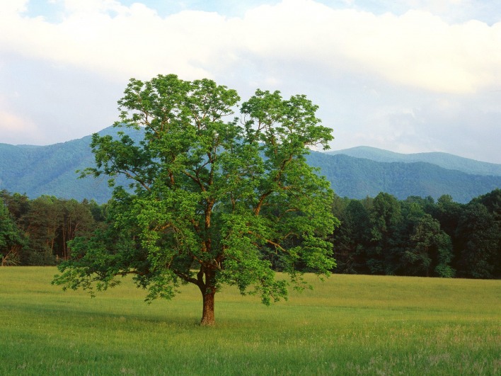 Walnut Tree, Cades Cove, Great Smoky Mountains National Park, Tennessee