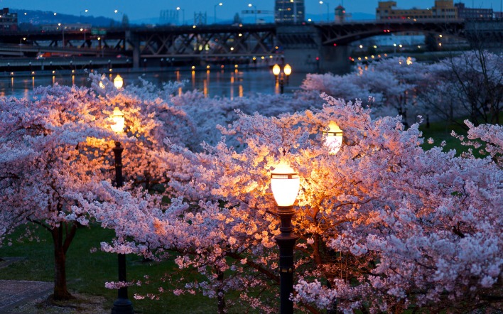 природа деревья траны фонари ночь весна