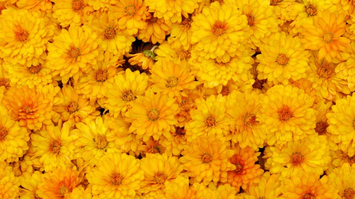 природа цветы желтые хризантемы