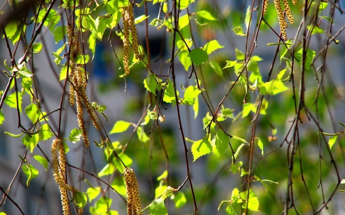 природа листья ветки береза весна