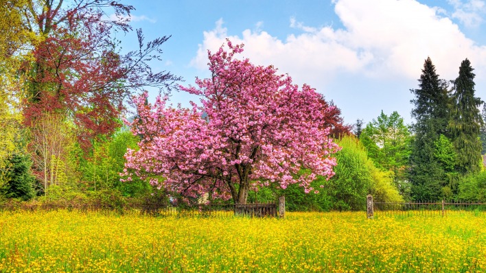природа деревья трава весна