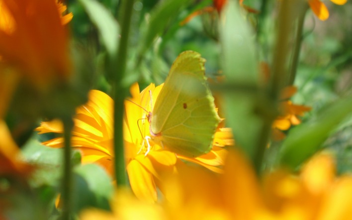 бабочка желтая цветок