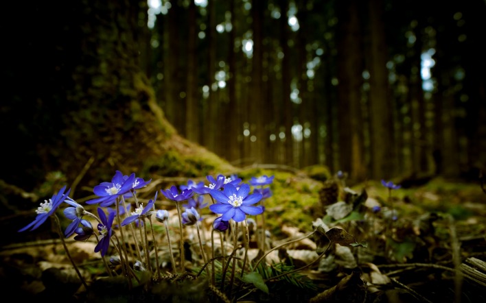 цветы синие лес мох деревья