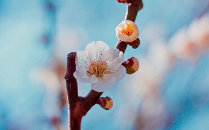 цветок ветка весна цветение макро