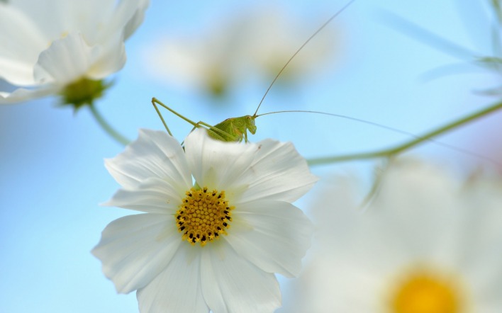 цветок ветка белый макро кузнечик