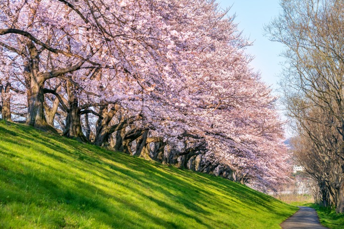 вишня парк весна япония сакура japan цветение