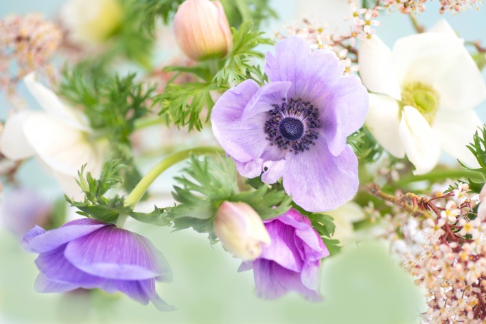 цветы ветка фиолетовый
