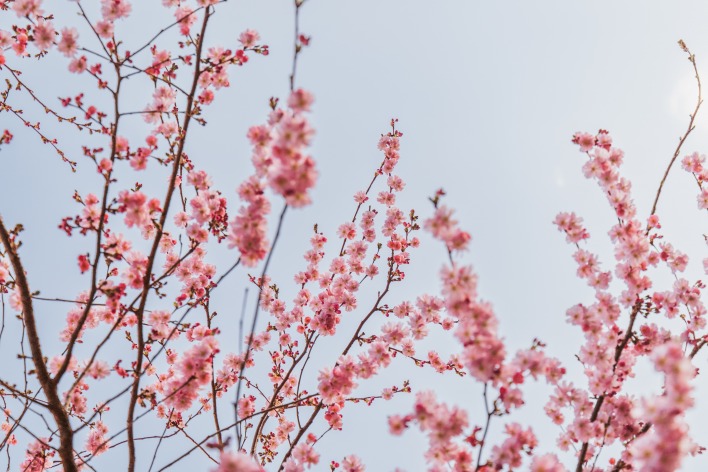 весна цветение ветви сакура