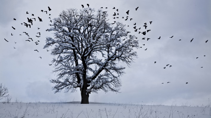 дерево снег зима птицы