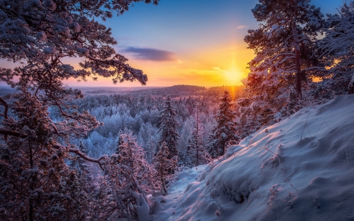 зима рассвет лес склон снег
