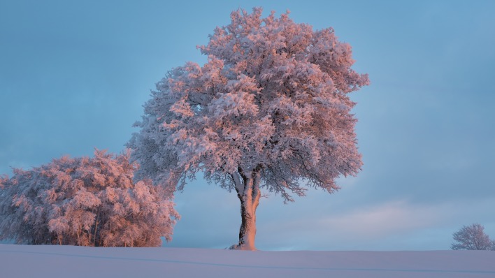 деревья в снегу зима небо