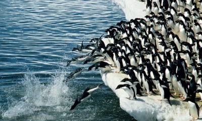 Пингвины в воду