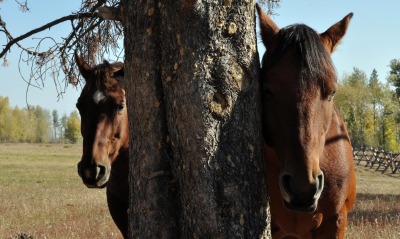 Коричневые лошади у дерева