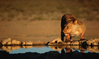 Львица на озерце