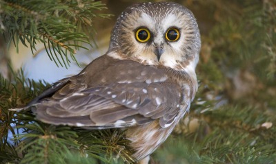 природа животные птицы сова совенок nature animals birds owl owlet