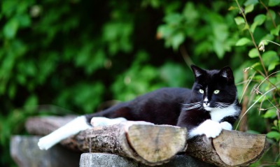 Черно-белый кот на бревнах