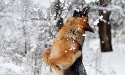 Овчарка ловит снег