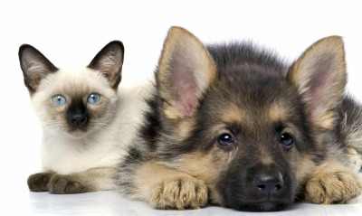 Сиамский кот и щенок