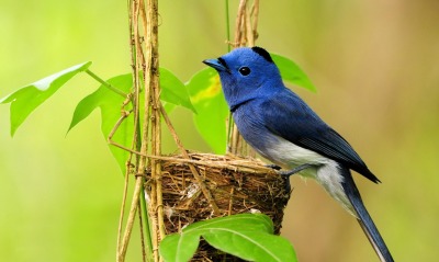 Синяя птичка на гнезде
