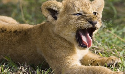 Зевающий львенок