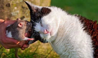 Кот с крысой