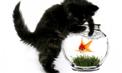 Черный котенок с золотой рыбкой