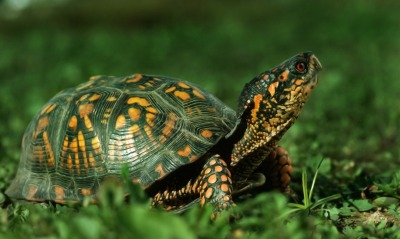 Зеленая черепаха на траве