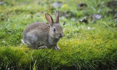 Заяц на траве